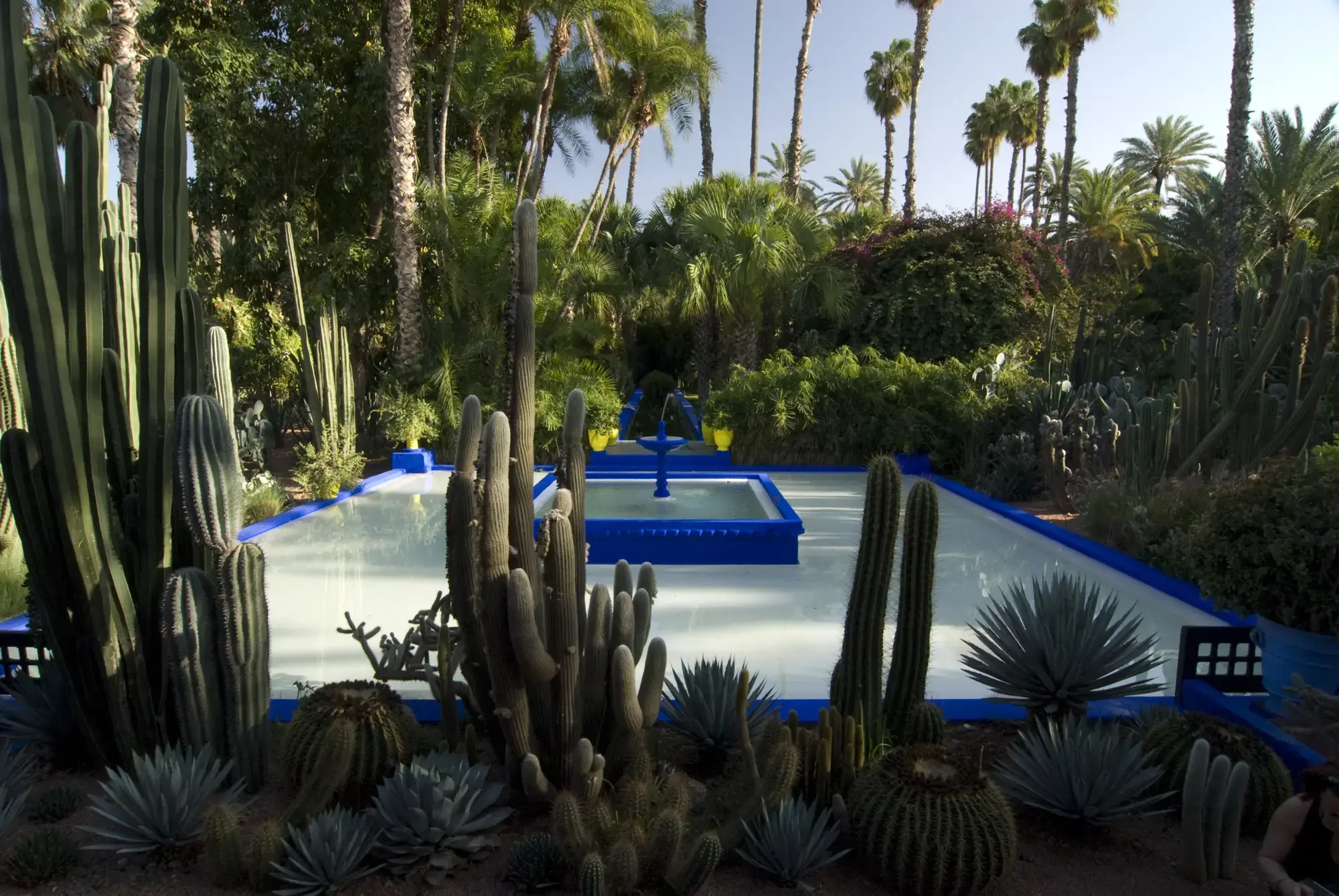 Majorelle-blue pool lined with cacti and agaves, palm trees behind