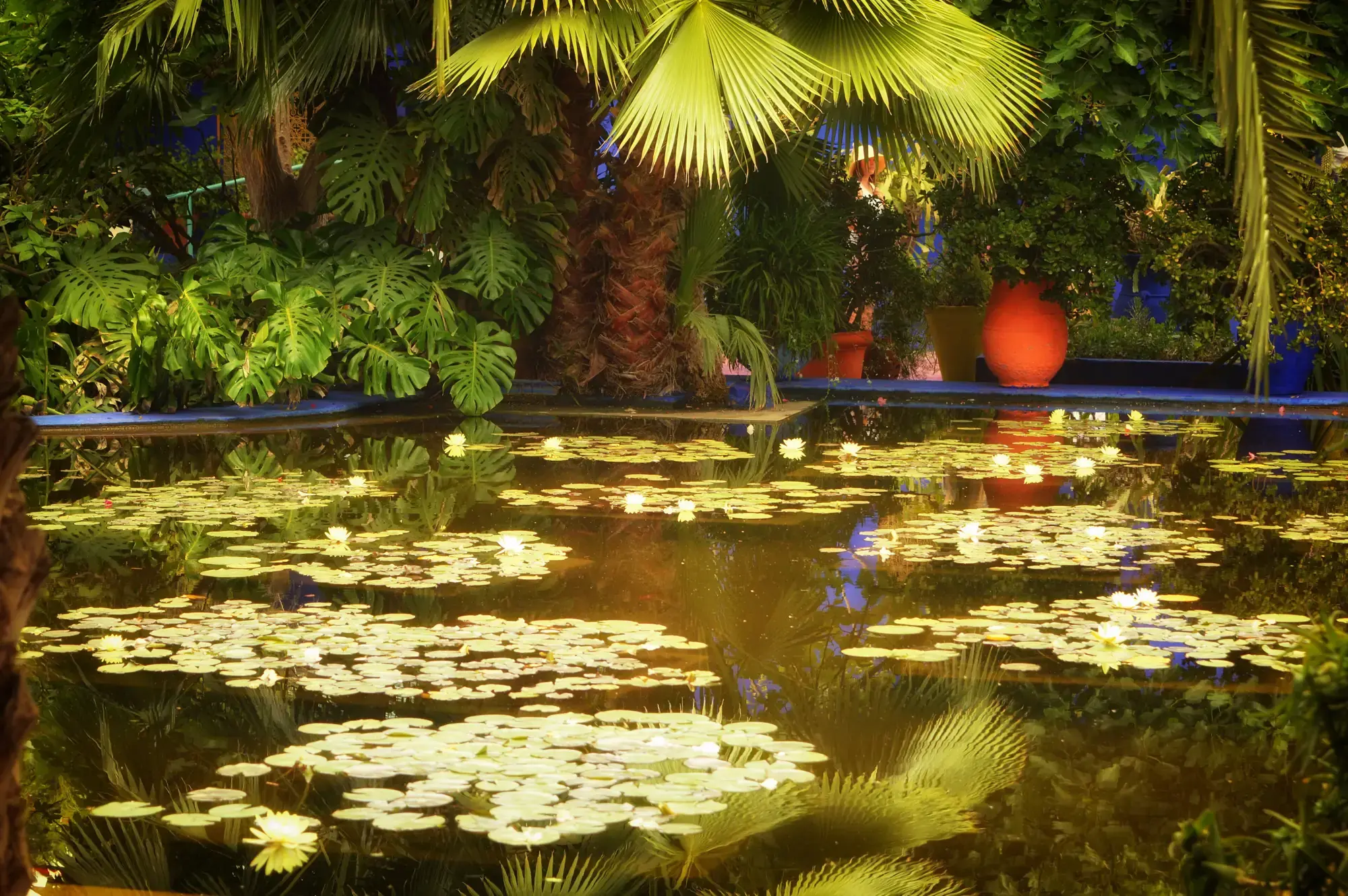 Water lilies on the pond of the Majorelle Garden, lush foliage and blue wall