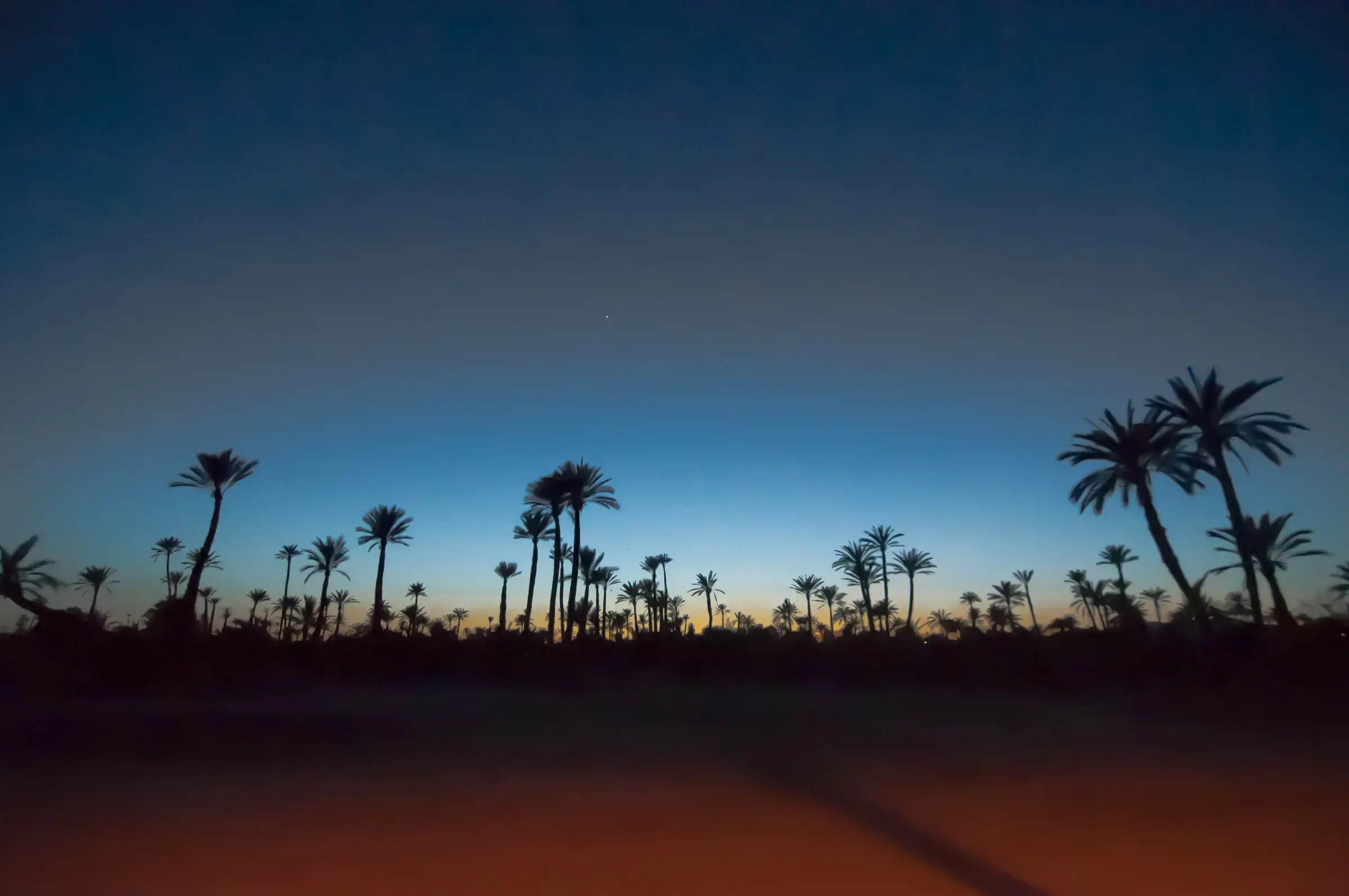 Silhouettes of palm trees in the Marrakech Palmeraie at dusk